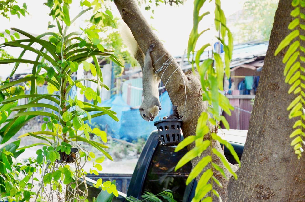 Early Bird Hostel Ayutthaya Екстер'єр фото